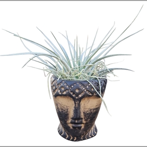 ARR TILLANDSIA