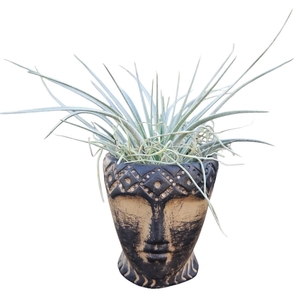 Tillandsia Totem pot mix