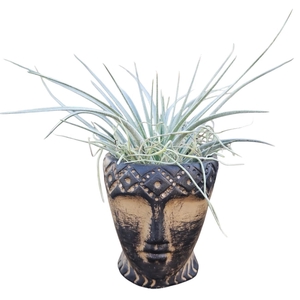 Arr Tillandsia