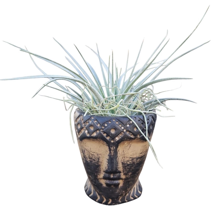 <h4>ARR TILLANDSIA</h4>