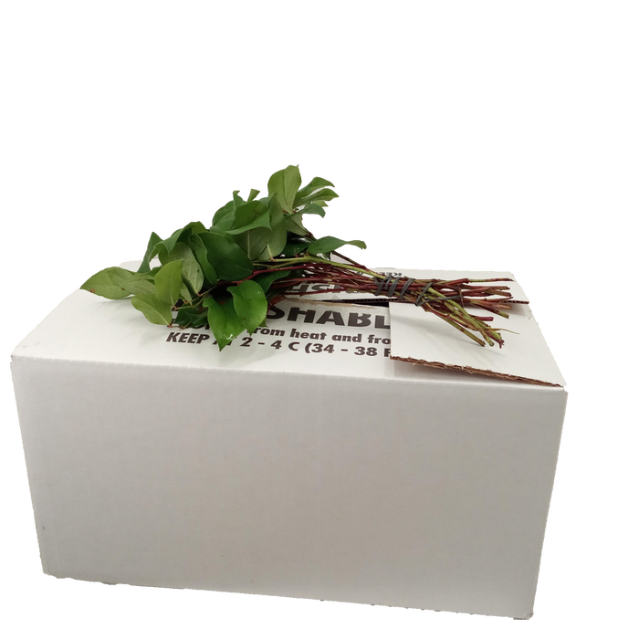 <h4>SALAL TIPS WHITE BOX AIR</h4>