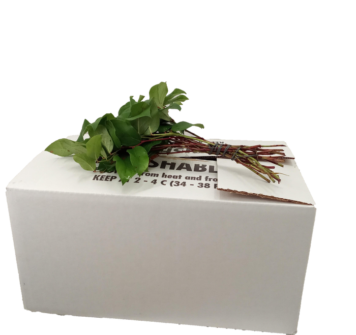 SALAL TIPS YELLOW BOX