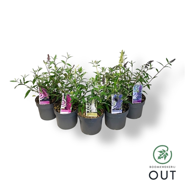 <h4>Buddleja dav. mix P19</h4>