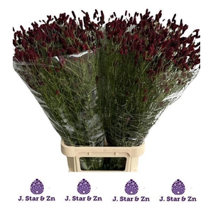 Sanguisorba off Royal Star