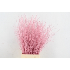 Betula Bs Paint Light Pink