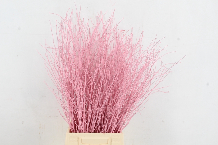 <h4>Betula Bs Paint Light Pink</h4>