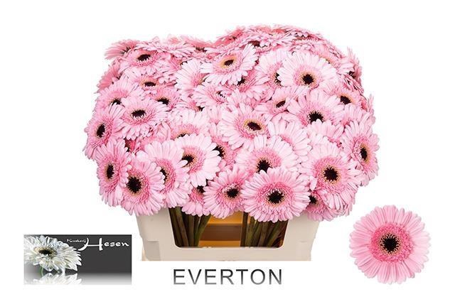 <h4>GE MI EVERTON</h4>