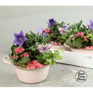 ARR TUINPLANTEN