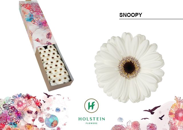 <h4>Germini Snoopy Doos</h4>