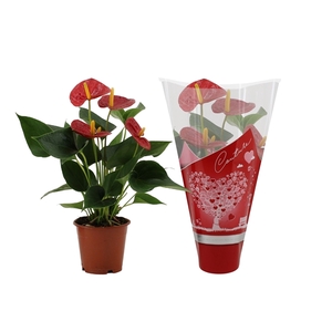 Anthurium Success Red in Couture hearts sleeve