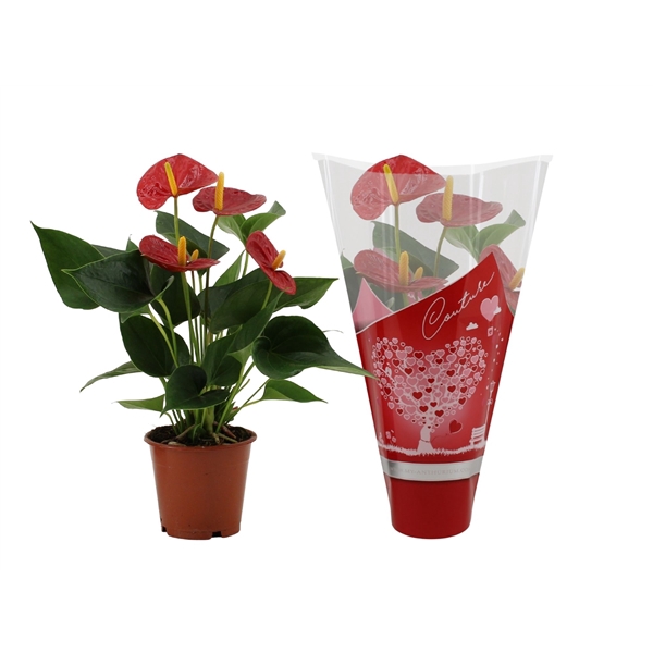 <h4>Anthurium Success Red in Couture hearts sleeve</h4>