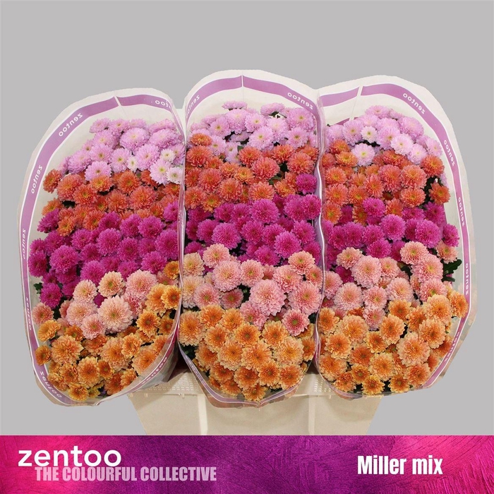 <h4>Chr S Gem Miller</h4>