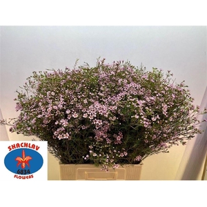 CHAME UN JUPITER SOL