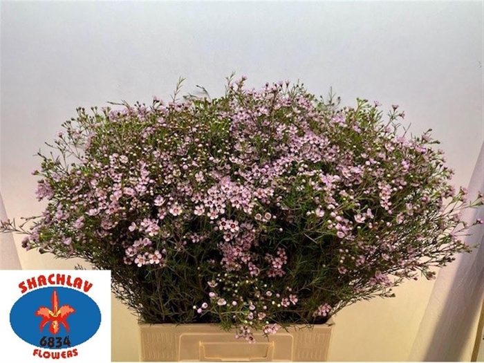 <h4>CHAME UN JUPITER SOL</h4>