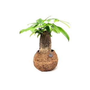 Kokodama 17 cm Pachira (No string)