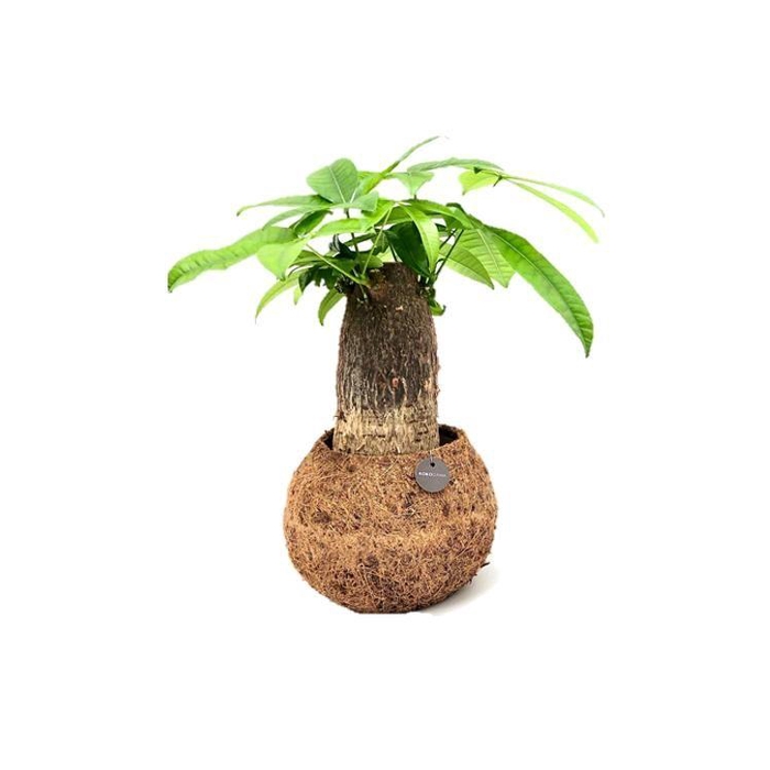 <h4>PACHIRA AQUATICA</h4>