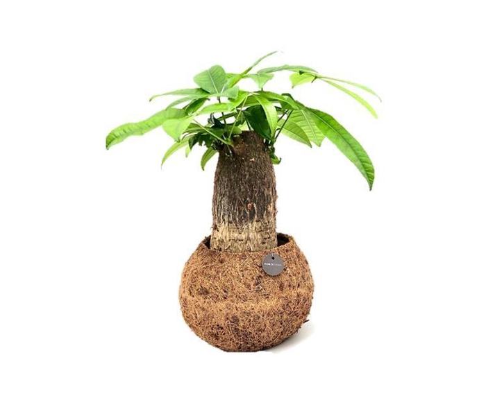 <h4>Pachira Aquatica</h4>