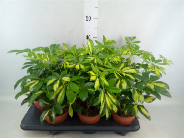 <h4>Schefflera arbor. 'Gerda'</h4>