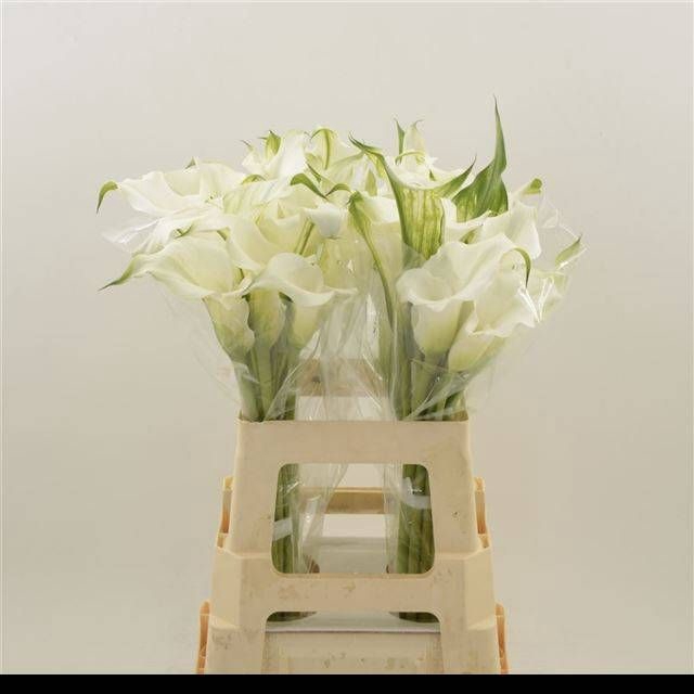 <h4>ZANT WHITE MAMBO</h4>