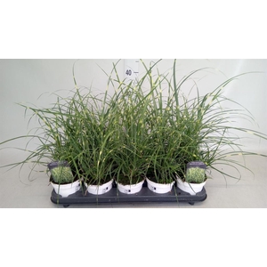 Miscanthus sin. 'Strictus'