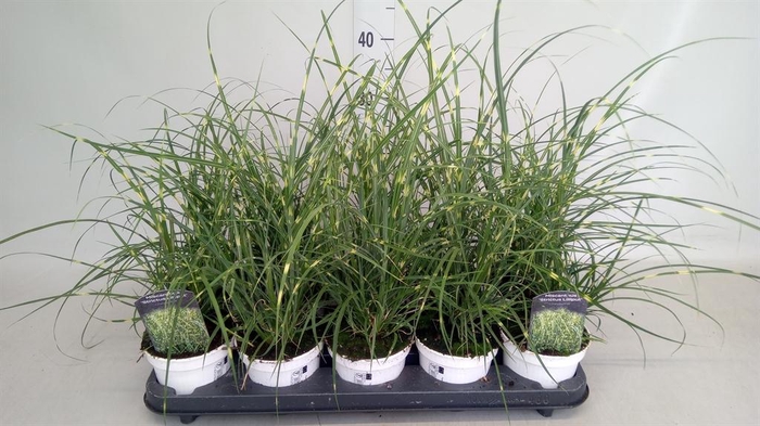 <h4>Miscanthus sin. 'Strictus'</h4>