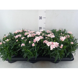 Dianthus  'Oscar White And Red'