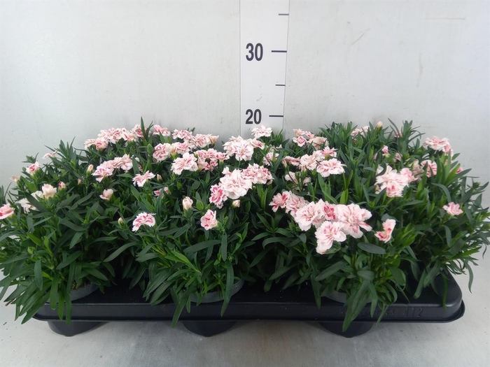 <h4>Dianthus  'Oscar White And Red'</h4>