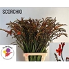 Crocosmia Grbl Scorchio
