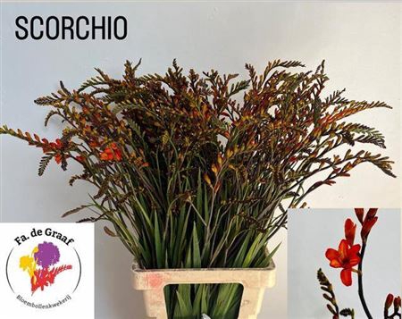 Crocosmia Grbl Scorchio