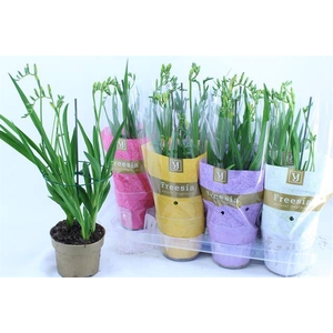 Freesia Nano-Mix mix 13Ø 50cm