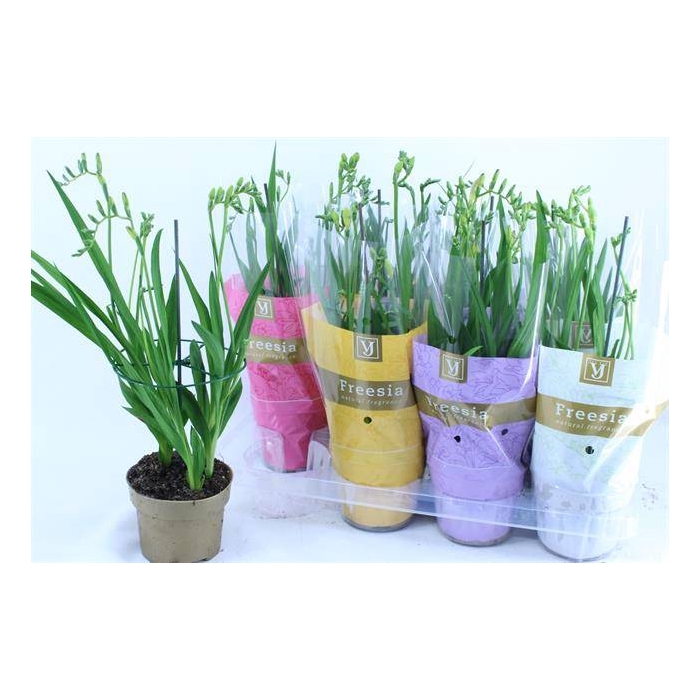 <h4>Freesia Nano-Mix mix 13Ø 50cm</h4>