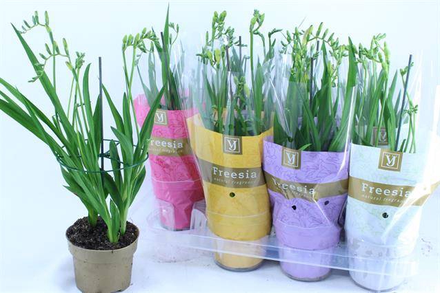 Freesia Nano-Mix mix 13Ø 50cm