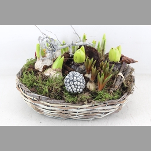 arr4 Bollenmix VL - Mand ovaal 338/2