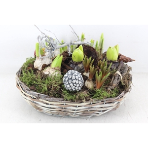 arr4 Bollenmix VL - Mand ovaal 338/2