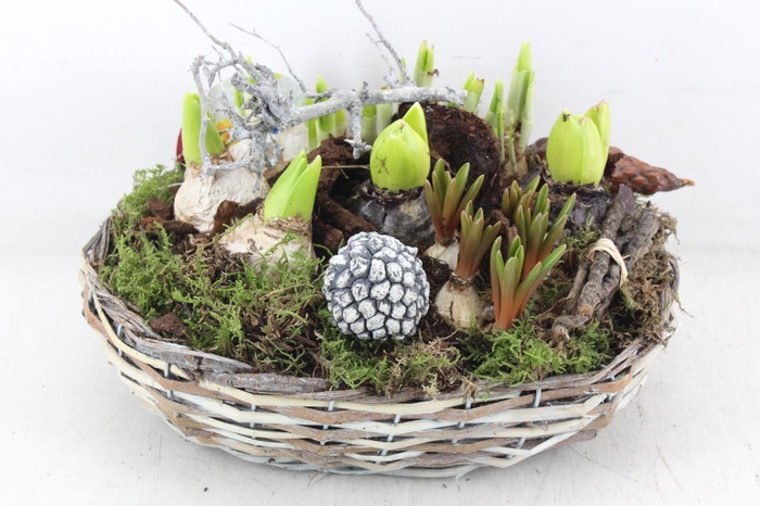 <h4>arr4 Bollenmix VL - Mand ovaal 338/2</h4>