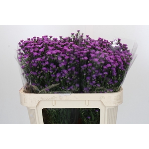 Aster Baby Pink