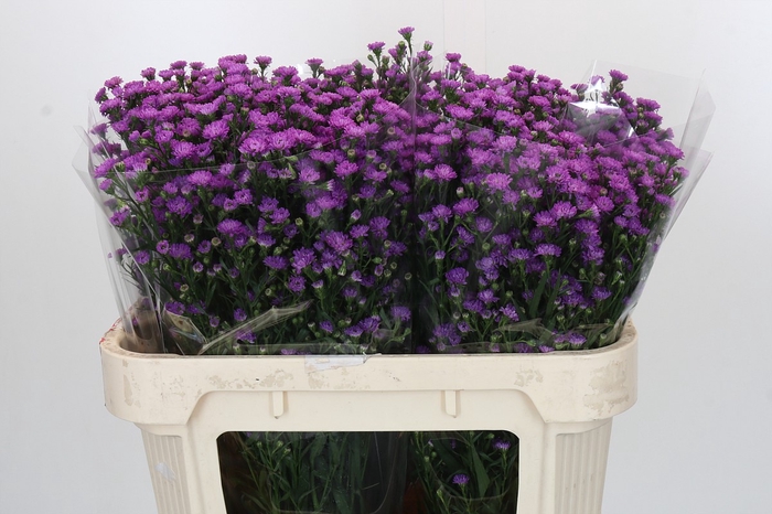 Aster Baby Pink