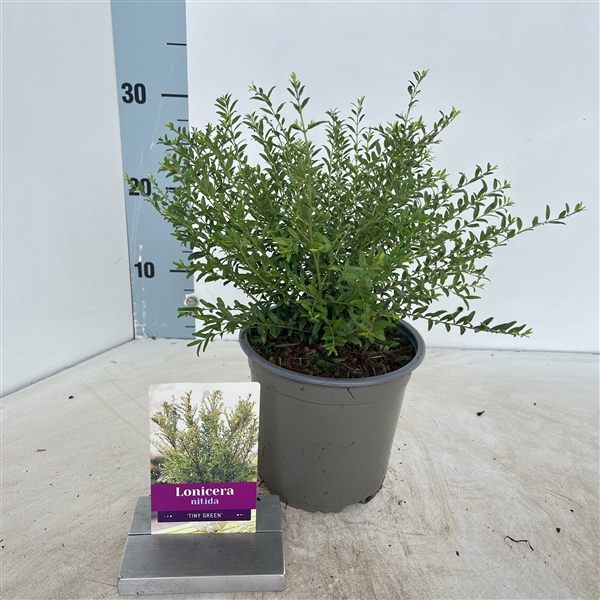 <h4>Lonicera nitida Tiny Green ('Slagmoer'PBR)</h4>