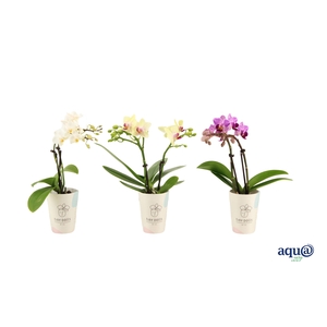 Cover Tiny Dolls Phal Tiny Dolls Mix 2T10+ Aqu@