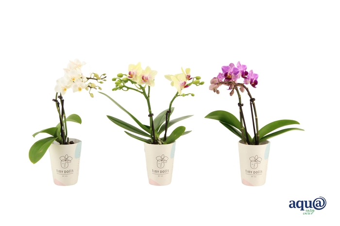 <h4>Cover Tiny Dolls Phal Tiny Dolls Mix 2T10+ Aqu@</h4>