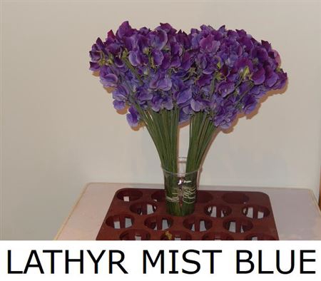 <h4>Lathyr Mist Blue</h4>