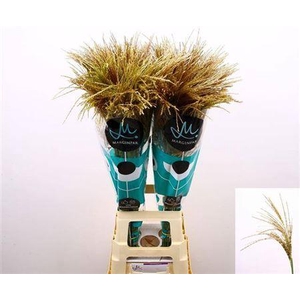 Siergras Misc Sin White Cloud