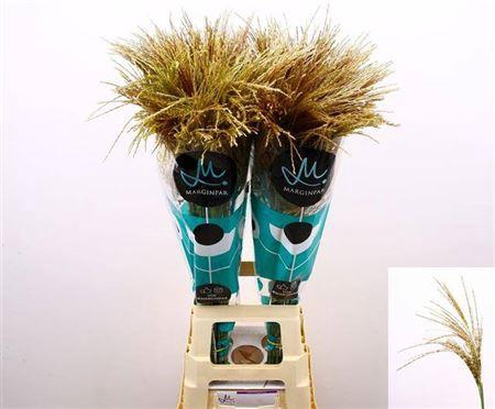 <h4>Siergras Misc Sin White Cloud</h4>