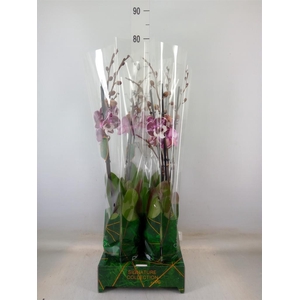 Phalaenopsis   ...