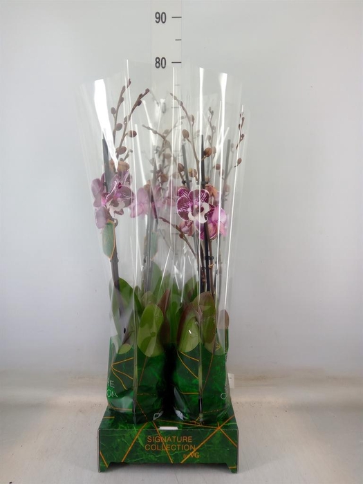 <h4>Phalaenopsis   ...</h4>