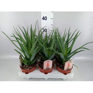 Aloe arborescens