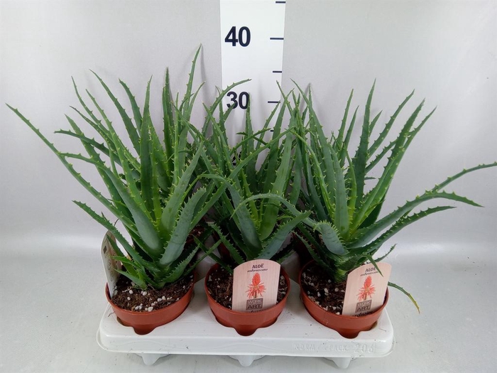 <h4>Aloe arborescens</h4>