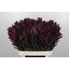 Leucadendron Saf Sunset Dark R.