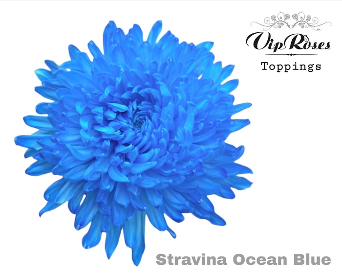 <h4>CHR G STRAVINA OCEAN BLUE</h4>