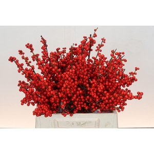 Ilex Rood